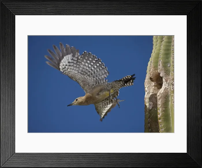 Framed Print : Gila Woodpecker - emerging from nest hole in Saguaro Cactus - Sonoran Desert - Arizona - USA Framed Print : Gila Woodpecker - emerging from nest hole in Saguaro Cactus - Sonoran Desert - Arizona - USA
