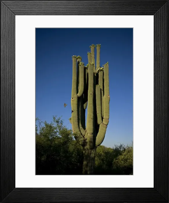 Framed Print : Saguaro Cactus - with Gila woodpecker (Melanerpes uropygialis) in flight landing - Sonoran Desert - Arizona - USA