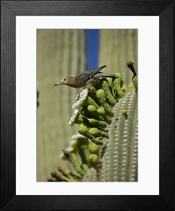 Framed Print : Gila Woodpecker - feeding on nectar and insects in the Saguaro Cactus blossom - Sonoran Desert - Arizona - USA Framed Print : Gila Woodpecker - feeding on nectar and insects in the Saguaro Cactus blossom - Sonoran Desert - Arizona - USA