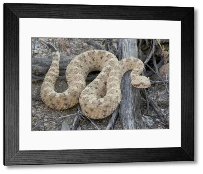 Framed Print : Sidewinder - Sonoran desert - Arizona - USA Framed Print : Sidewinder - Sonoran desert - Arizona - USA