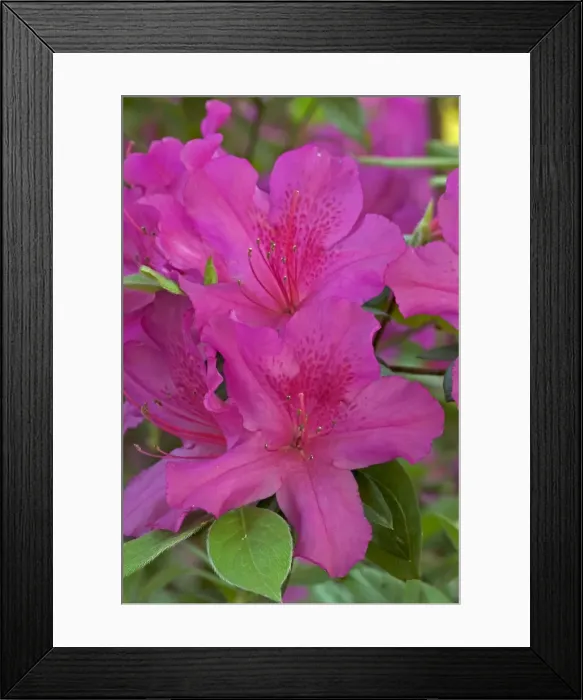 Framed Print : Azalea - blossoms - Louisiana - Cultivar - native to Asia Framed Print : Azalea - blossoms - Louisiana - Cultivar - native to Asia
