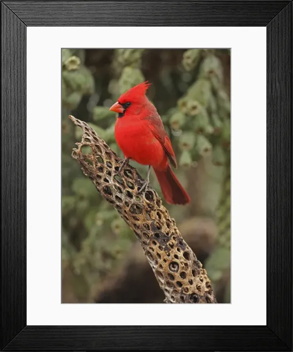 Framed Print : Northern Cardinal - male - Arizona - USA - Distribution: southern Quebec to Gulf states - southwest USA and Mexico to Belize Framed Print : Northern Cardinal - male - Arizona - USA - Distribution: southern Quebec to Gulf states - southwest USA and Mexico to Belize