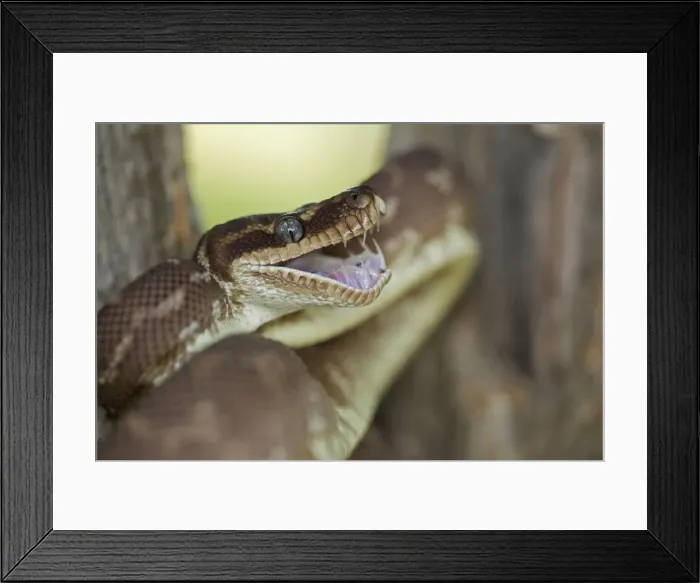 Framed Print : Rough-scaled Python - defensive posture - Australia - controlled conditions - One of the rarest snakes in the world - found in rainforest in Northwest Kimberley region of Western Australia - known only from around 10 specimens from the wild Framed Print : Rough-scaled Python - defensive posture - Australia - controlled conditions - One of the rarest snakes in the world - found in rainforest in Northwest Kimberley region of Western Australia - known only from around 10 specimens from the wild