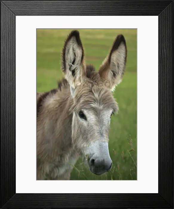 Framed Print : Feral Burro / Donkey - Custer State Park - South Dakota - USA Framed Print : Feral Burro / Donkey - Custer State Park - South Dakota - USA