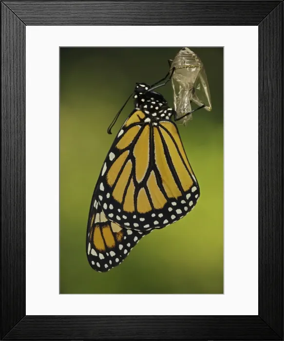 Framed Print : Monarch Butterfly - adult recently emerged from chrysalis - New York - USA Framed Print : Monarch Butterfly - adult recently emerged from chrysalis - New York - USA