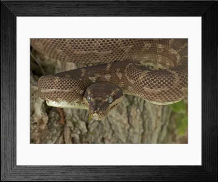 Framed Print : Rough-scaled Python - defensive posture - Australia - controlled conditions - One of the rarest snakes in the world - found in rainforest in Northwest Kimberley region of Western Australia - known only from around 10 specimens from the wild Framed Print : Rough-scaled Python - defensive posture - Australia - controlled conditions - One of the rarest snakes in the world - found in rainforest in Northwest Kimberley region of Western Australia - known only from around 10 specimens from the wild