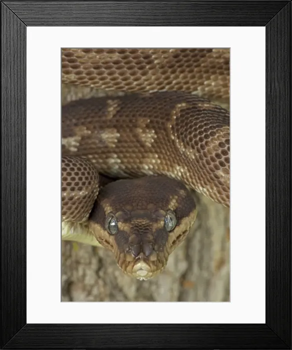 Framed Print : Rough-scaled Python - defensive posture - Australia - controlled conditions - One of the rarest snakes in the world - found in rainforest in Northwest Kimberley region of Western Australia - known only from around 10 specimens from the wild Framed Print : Rough-scaled Python - defensive posture - Australia - controlled conditions - One of the rarest snakes in the world - found in rainforest in Northwest Kimberley region of Western Australia - known only from around 10 specimens from the wild