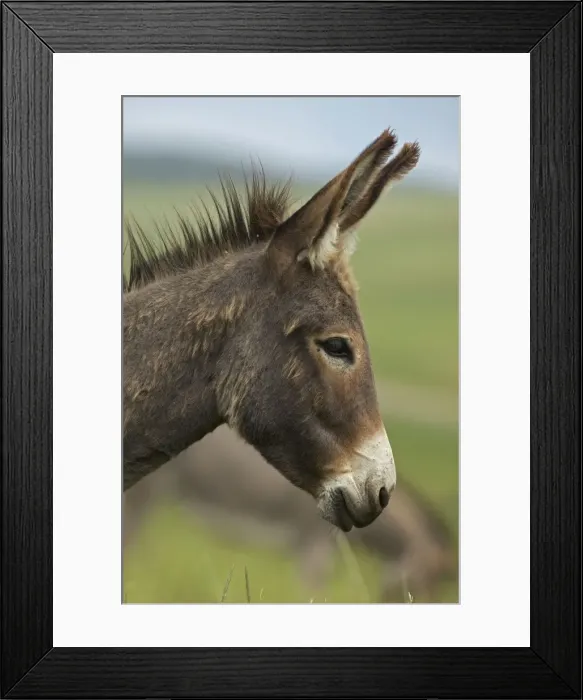 Framed Print : Feral Burro / Donkey - Custer State Park - South Dakota - USA Framed Print : Feral Burro / Donkey - Custer State Park - South Dakota - USA