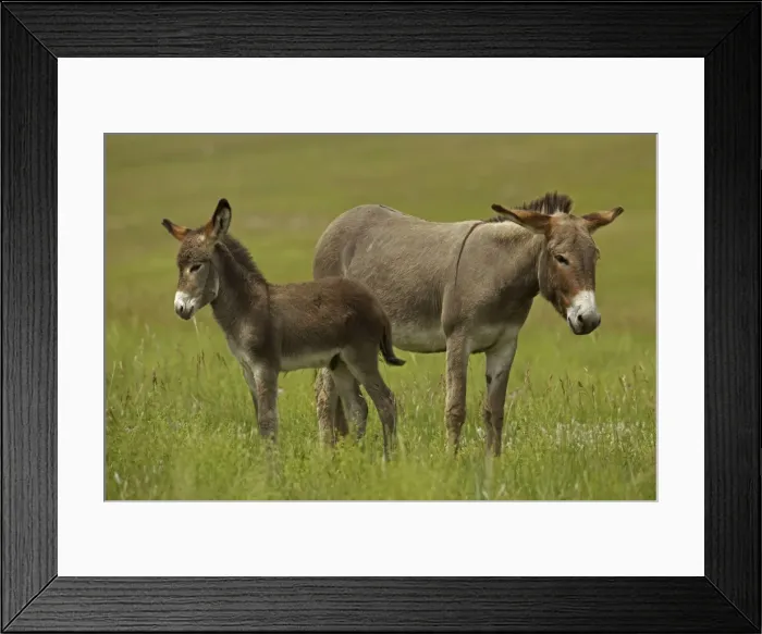 Framed Print : Feral Burro / Donkey - Custer State Park - South Dakota - USA Framed Print : Feral Burro / Donkey - Custer State Park - South Dakota - USA