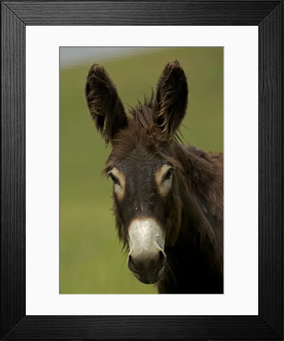 Framed Print : Feral Burro / Donkey - Custer State Park - South Dakota - USA Framed Print : Feral Burro / Donkey - Custer State Park - South Dakota - USA