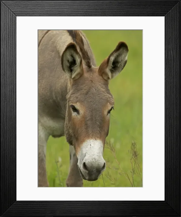 Framed Print : Feral Burro / Donkey - Custer State Park - South Dakota - USA Framed Print : Feral Burro / Donkey - Custer State Park - South Dakota - USA