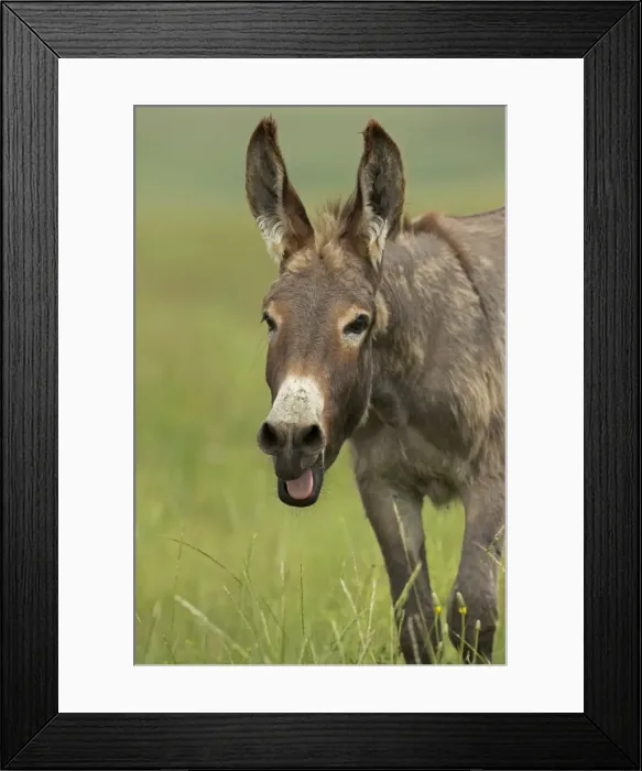 Framed Print : Feral Burro / Donkey - with mouth open - Custer State Park - South Dakota - USA Framed Print : Feral Burro / Donkey - with mouth open - Custer State Park - South Dakota - USA