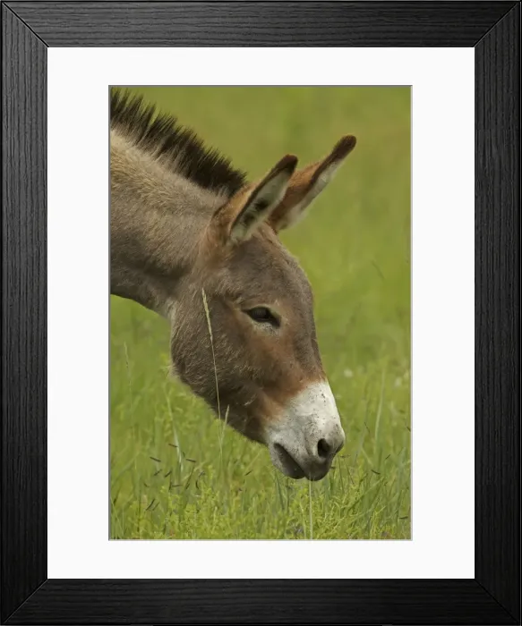 Framed Print : Feral Burro / Donkey - Custer State Park - South Dakota - USA Framed Print : Feral Burro / Donkey - Custer State Park - South Dakota - USA