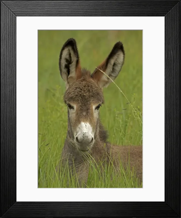 Framed Print : Feral Burro / Donkey - Custer State Park - South Dakota - USA Framed Print : Feral Burro / Donkey - Custer State Park - South Dakota - USA