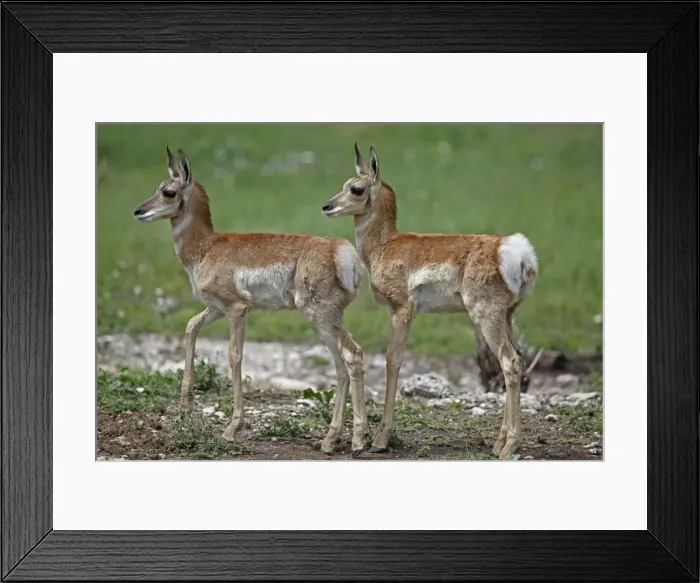 Framed Print : Pronghorn  /  Prong Buck  /  Pronghorn Antelope - young - South Dakota - USA