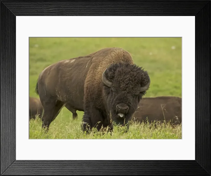 Framed Print : American Bison - male in rut - Wyoming - USA Framed Print : American Bison - male in rut - Wyoming - USA