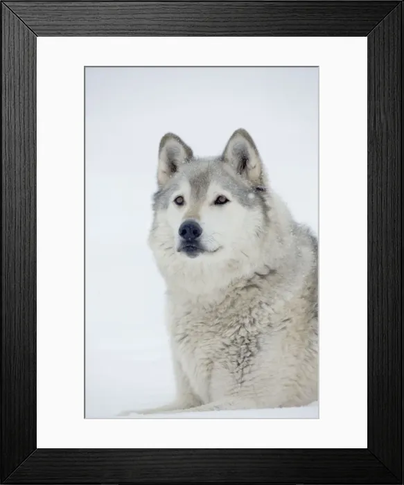 Framed Print : Gray / Grey / Timber Wolf - male in snow - controlled conditions Framed Print : Gray / Grey / Timber Wolf - male in snow - controlled conditions