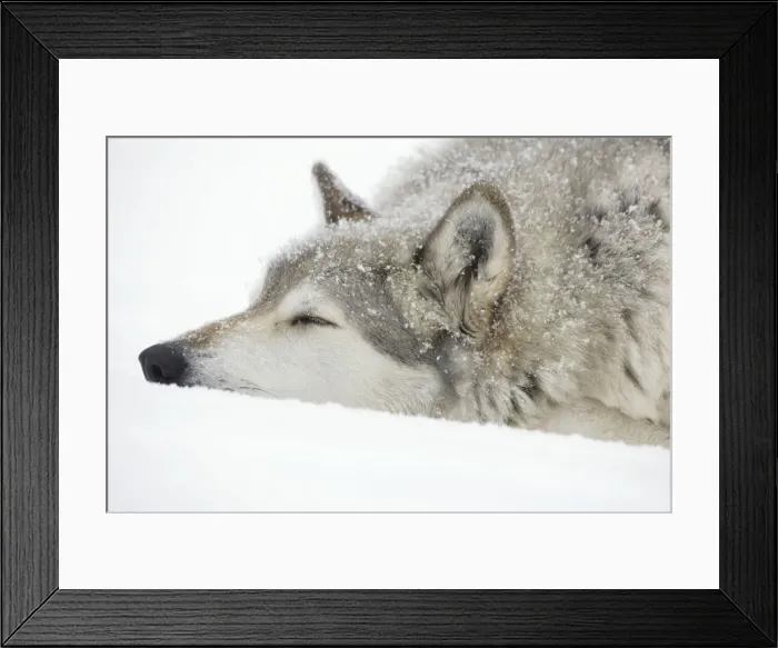 Framed Print : Gray / Grey / Timber Wolf - male sleeping in snow - controlled conditions Framed Print : Gray / Grey / Timber Wolf - male sleeping in snow - controlled conditions