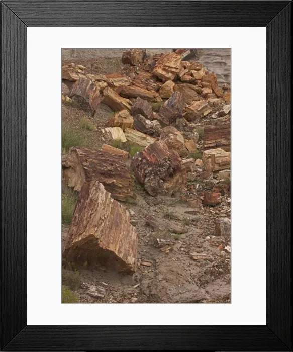 Framed Print : Petrified Trees - Triassic period 200-250 million years ago - Petrified forest National Park - Arizona - USA Framed Print : Petrified Trees - Triassic period 200-250 million years ago - Petrified forest National Park - Arizona - USA