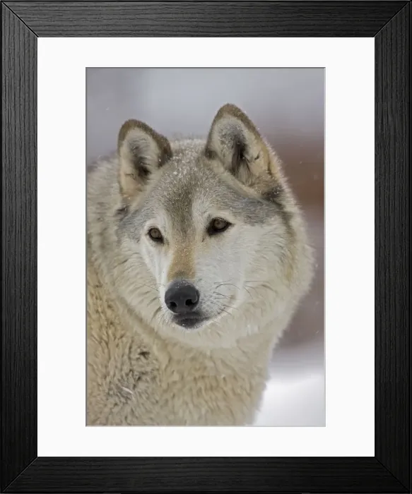 Framed Print : Gray / Grey / Timber Wolf - male in snow - controlled conditions Framed Print : Gray / Grey / Timber Wolf - male in snow - controlled conditions