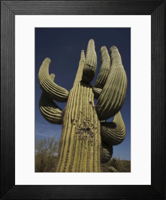 Framed Print : Saguaro Cactus - with illegal shotgun holes - Sonoran Desert Arizona - USA Framed Print : Saguaro Cactus - with illegal shotgun holes - Sonoran Desert Arizona - USA