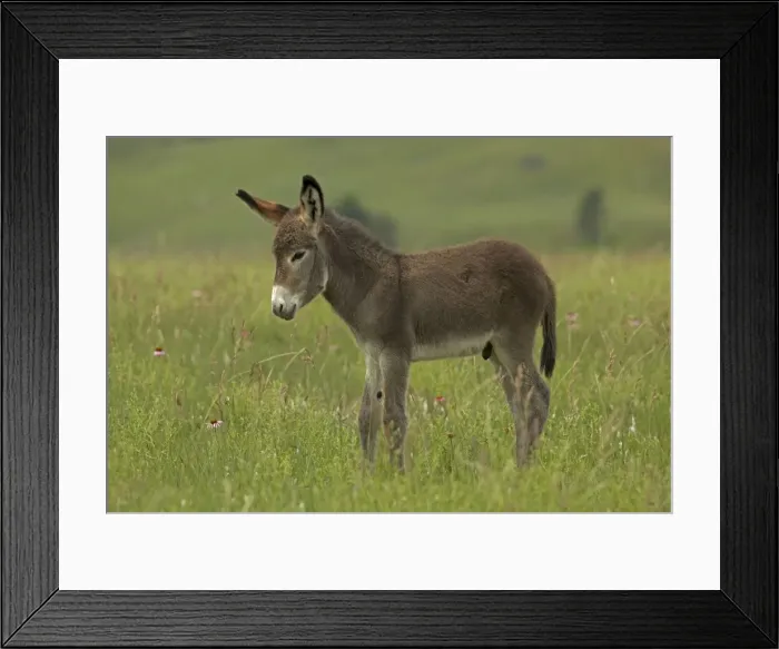 Framed Print : Feral Burro / Donkey - Custer State Park - South Dakota - USA Framed Print : Feral Burro / Donkey - Custer State Park - South Dakota - USA