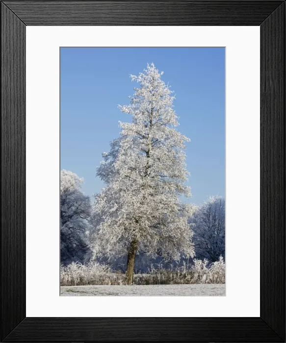 Framed Print : Trees covered in hoarfrost - Warwickshire - England Framed Print : Trees covered in hoarfrost - Warwickshire - England