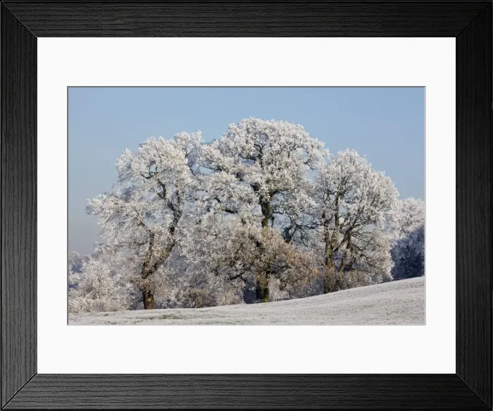Framed Print : Trees covered in hoarfrost - Warwickshire - England Framed Print : Trees covered in hoarfrost - Warwickshire - England