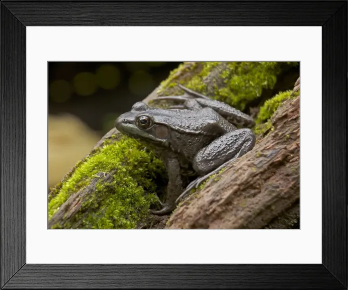 Framed Print : Green Frog - New York - USA Framed Print : Green Frog - New York - USA