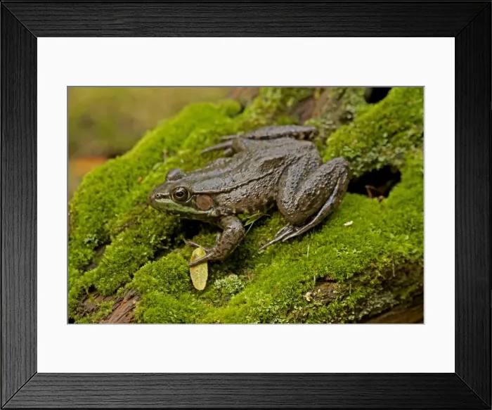 Framed Print : Green Frog - New York - USA Framed Print : Green Frog - New York - USA