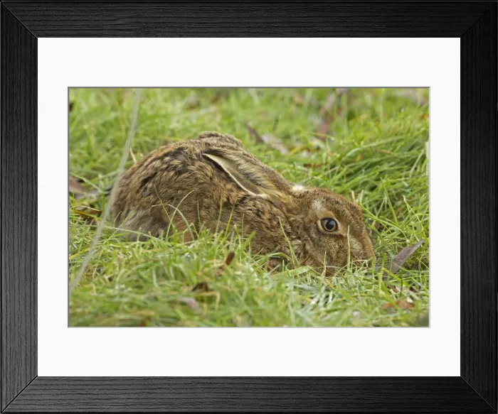Framed Print : Brown Hare - UK Framed Print : Brown Hare - UK