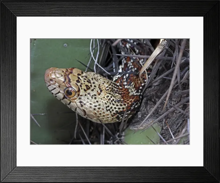 Framed Print : Sonoran Gopher Snake Head - on cactus - Arizona - USA - Distribution: southward from southern Colorado through most of Arizona - New Mexico and western Texas into Mexico Framed Print : Sonoran Gopher Snake Head - on cactus - Arizona - USA - Distribution: southward from southern Colorado through most of Arizona - New Mexico and western Texas into Mexico