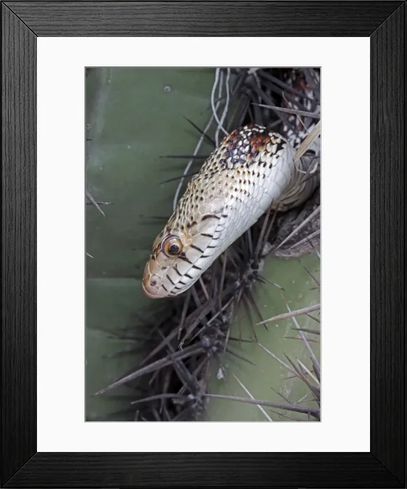 Framed Print : Sonoran Gopher Snake Head - on cactus - Arizona - USA - Distribution: southward from southern Colorado through most of Arizona - New Mexico and western Texas into Mexico Framed Print : Sonoran Gopher Snake Head - on cactus - Arizona - USA - Distribution: southward from southern Colorado through most of Arizona - New Mexico and western Texas into Mexico