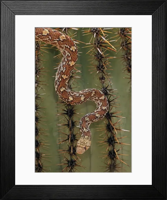 Framed Print : Sonoran Gopher Snake Head - crawling on Saguaro Cactus - Arizona - USA - Distribution: southward from southern Colorado through most of Arizona - New Mexico and western Texas into Mexico Framed Print : Sonoran Gopher Snake Head - crawling on Saguaro Cactus - Arizona - USA - Distribution: southward from southern Colorado through most of Arizona - New Mexico and western Texas into Mexico