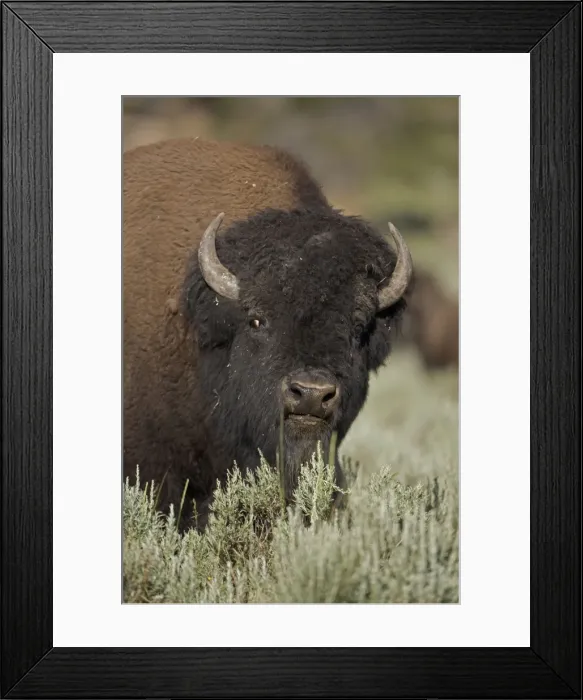Framed Print : American Bison - male in rut - Wyoming - USA Framed Print : American Bison - male in rut - Wyoming - USA