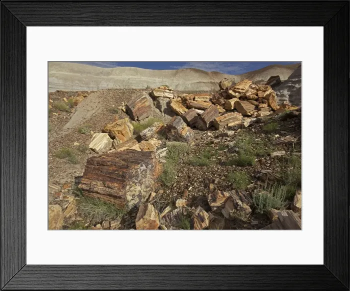 Framed Print : Petrified trees - Triassic period - 200-250 million years ago - Petrified forest National Park - Arizona - USA Framed Print : Petrified trees - Triassic period - 200-250 million years ago - Petrified forest National Park - Arizona - USA