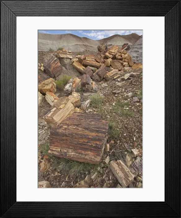 Framed Print : Petrified trees - Triassic period - 200-250 million years ago - Petrified forest National Park - Arizona - USA Framed Print : Petrified trees - Triassic period - 200-250 million years ago - Petrified forest National Park - Arizona - USA