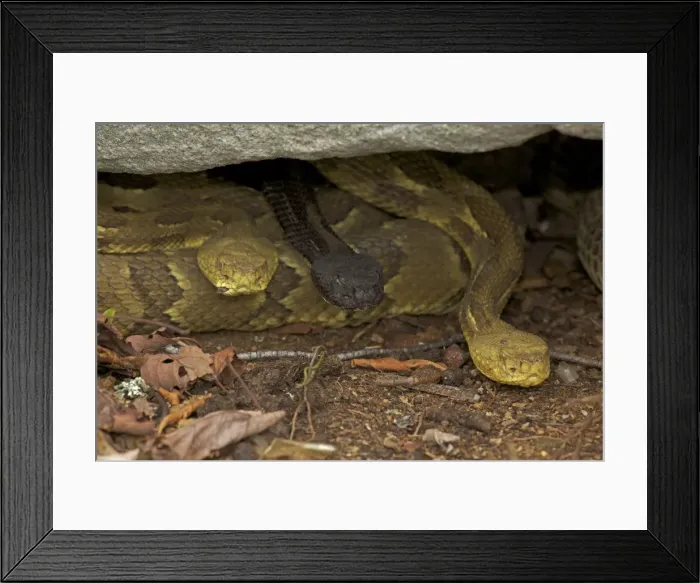 Framed Print : Timber Rattlesnakes - Northeastern United States