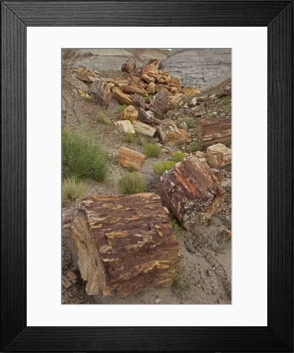 Framed Print : Petrified trees - Triassic period - 200-250 million years ago - Petrified forest National Park - Arizona - USA Framed Print : Petrified trees - Triassic period - 200-250 million years ago - Petrified forest National Park - Arizona - USA