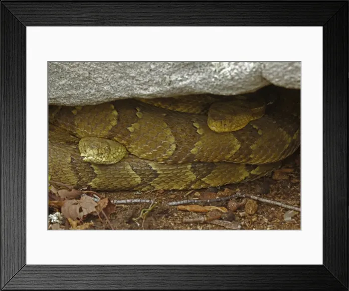 Framed Print : Timber Rattlesnakes - Northeastern United States Framed Print : Timber Rattlesnakes - Northeastern United States