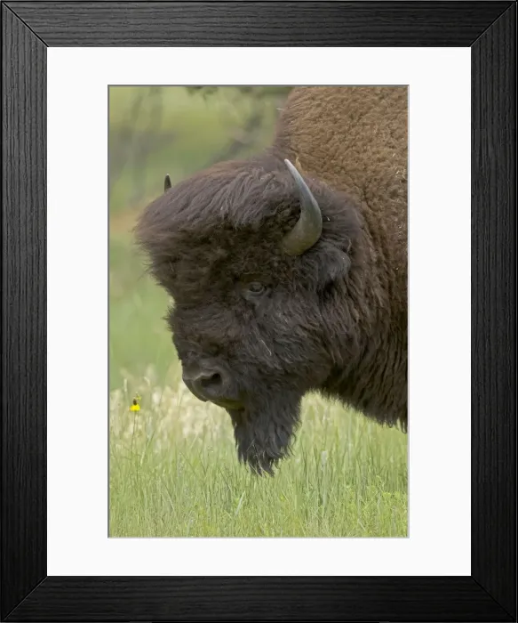 Framed Print : American Bison - male in rut - Wyoming - USA Framed Print : American Bison - male in rut - Wyoming - USA
