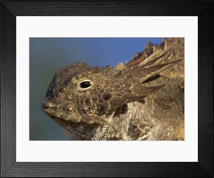 Framed Print : Regal Horned Lizard - Sonoran desert - Arizona Framed Print : Regal Horned Lizard - Sonoran desert - Arizona