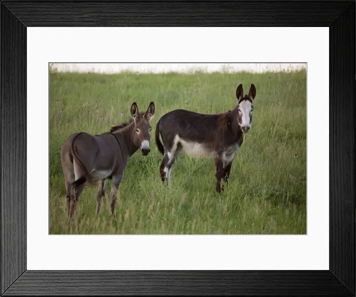Framed Print : Feral Burro / Donkeys - Custer State Park - South Dakota - USA Framed Print : Feral Burro / Donkeys - Custer State Park - South Dakota - USA