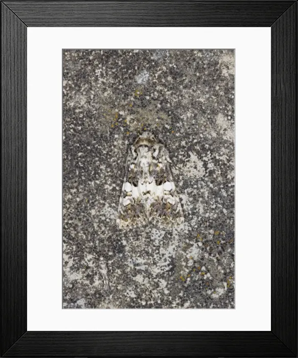 Framed Print : Varied Coronet - Essex, UK IN000887 Framed Print : Varied Coronet - Essex, UK IN000887