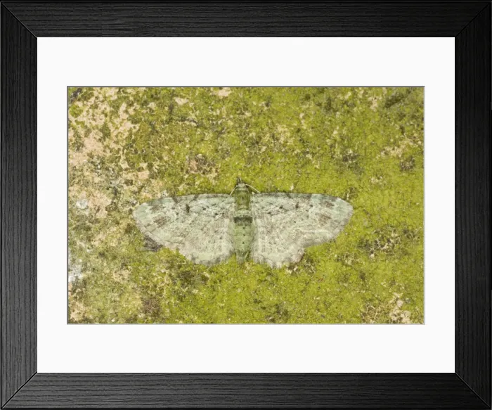 Framed Print : Green Pug Moth - Essex, UK IN000881 Framed Print : Green Pug Moth - Essex, UK IN000881