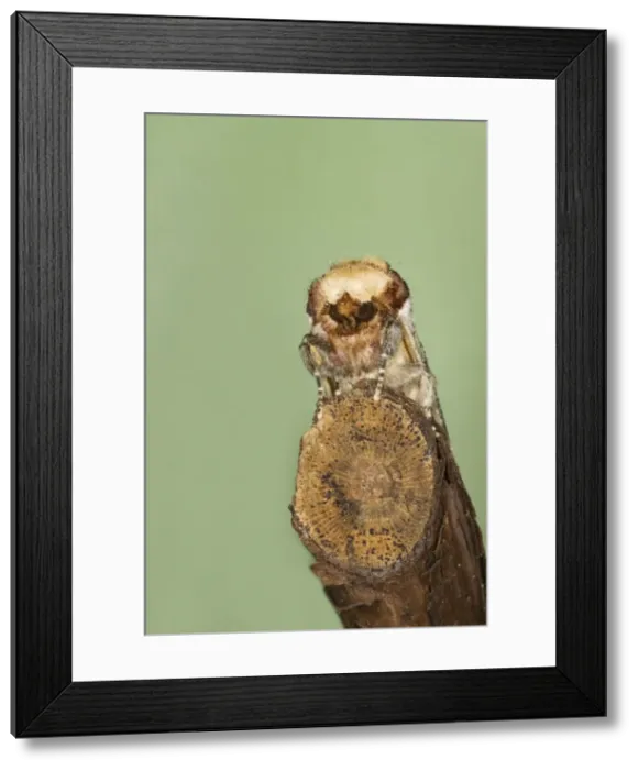 Framed Print : Buff-tip Moth - showing camouflage on twig - Essex, UK IN000888 Framed Print : Buff-tip Moth - showing camouflage on twig - Essex, UK IN000888
