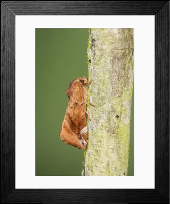 Framed Print : Lunar-spotted Pinion Moth - Essex, UK IN000899 Framed Print : Lunar-spotted Pinion Moth - Essex, UK IN000899