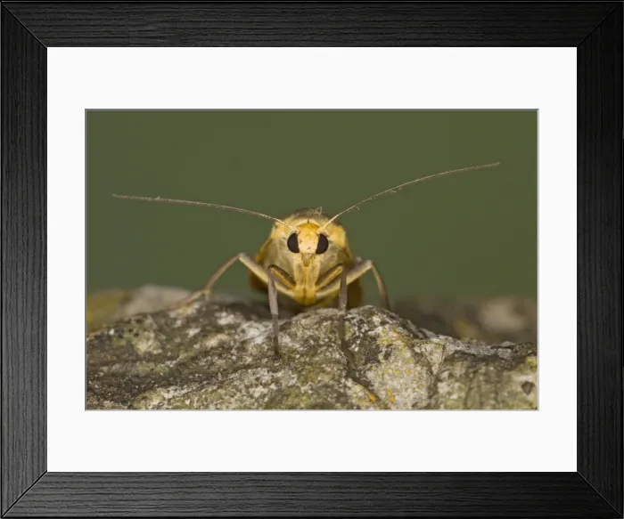 Framed Print : Scarce Footman Moth - Essex, UK IN000896