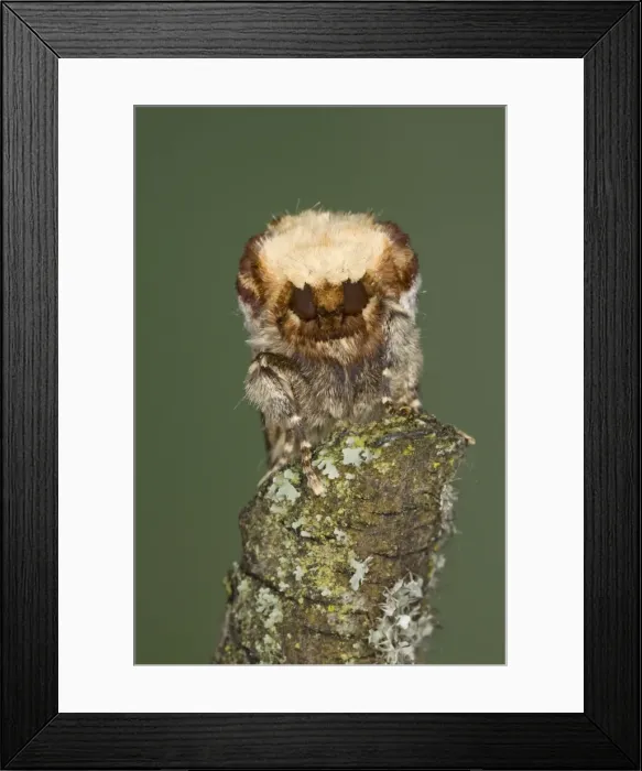 Framed Print : Buff-tip Moth - demonstrating camouflage - Essex, UK IN000939 Framed Print : Buff-tip Moth - demonstrating camouflage - Essex, UK IN000939