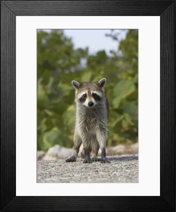 Framed Print : Racoon / Raccoon - Ding Darling NWR, Florida, USA MA000004 Framed Print : Racoon / Raccoon - Ding Darling NWR, Florida, USA MA000004
